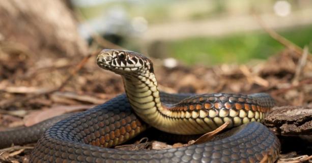 Таємнича спільнота, що зникла без сліду: вчені виявили залишки невідомого народу, який жив у Південній Америці 6000 років тому